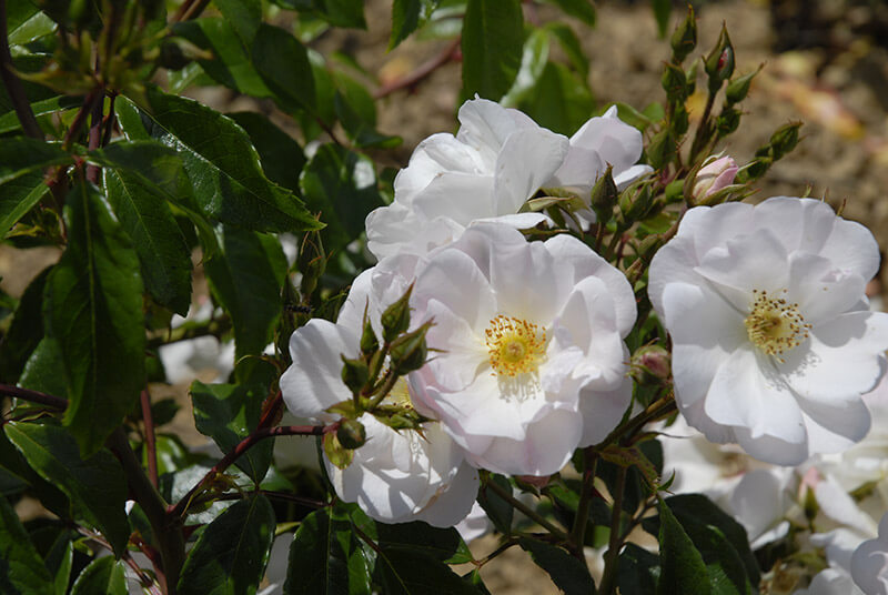 rosier buisson rosée du matin